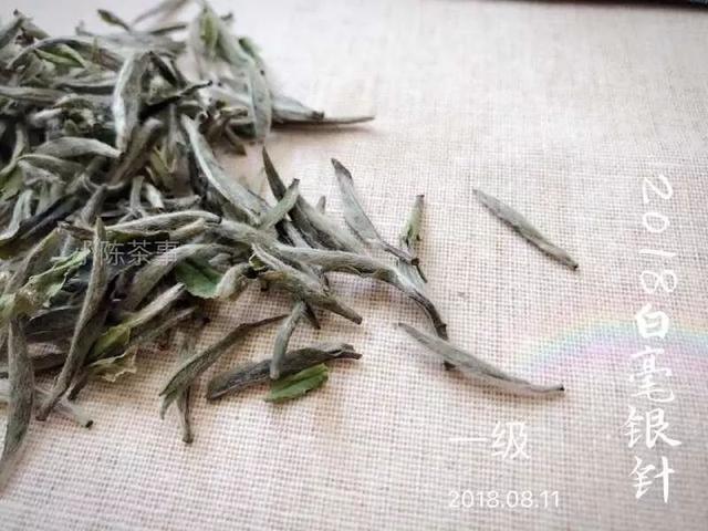 乏人问津,少人欣赏,只是顶级白茶的代表?白毫银针宣告