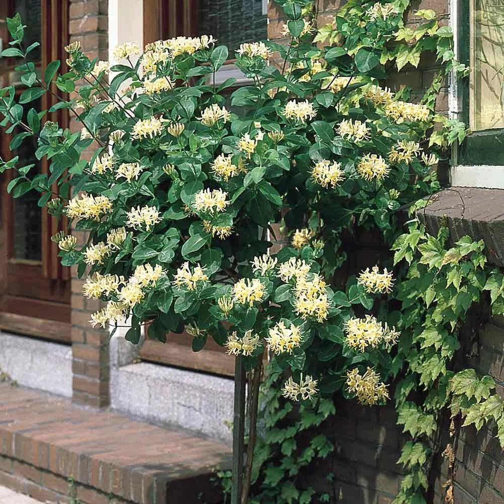 很好养护的爬藤金银花,想让它花开灿烂是有技巧的