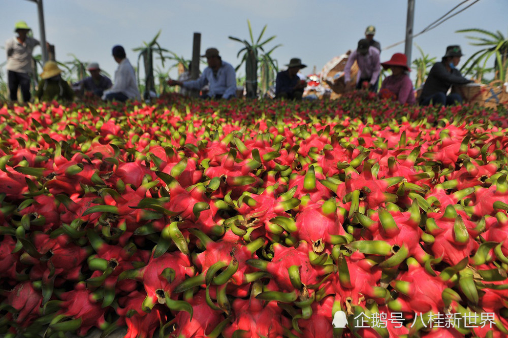 越南出口的火龙果80%是卖到中国,中国进口火龙果99%来自越南