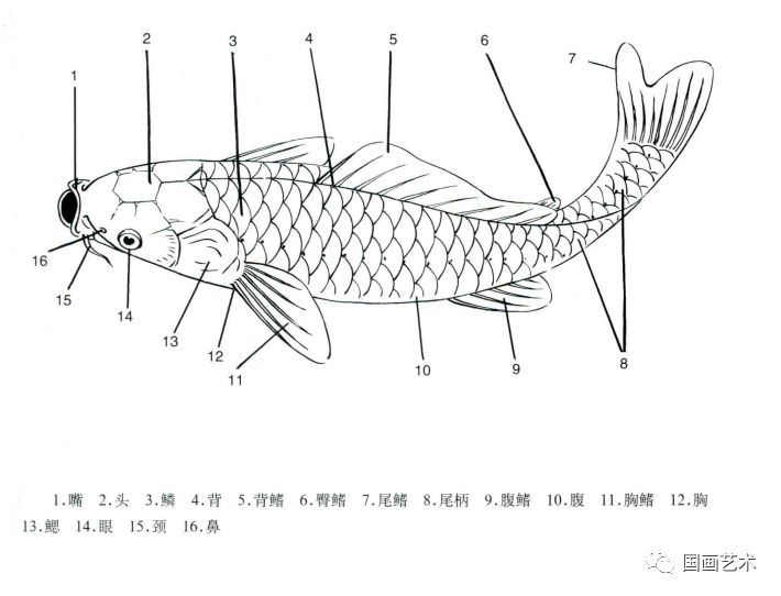 现以鲤鱼为例说明鱼的大体结构.