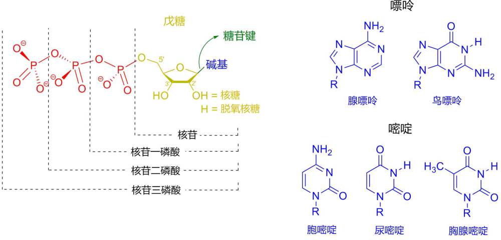 新型冠状病毒:腺嘌呤和鸟嘌呤究竟是什么东西?