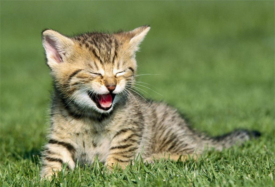 猫咪的一生很短，请好好爱护它们！