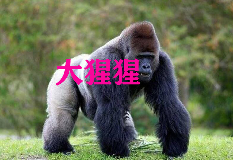 牛智商排名_狗狗智商排名(3)