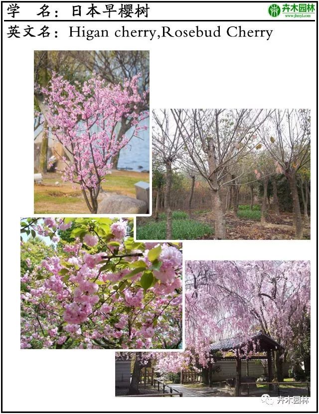 卉木园林名贵苗木图谱:芳华刹那的日本晚樱和日本早樱