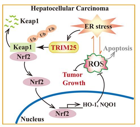 以及胞内氧化应激水平调控,一直是研究肝癌发生及肿瘤信号通路的热点