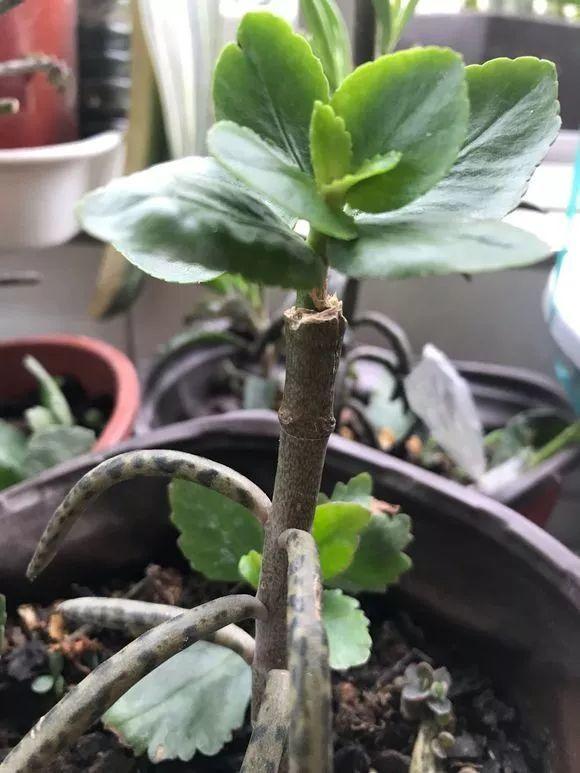 长寿花半年养成"长寿树",长成1米9大高个,真气派!