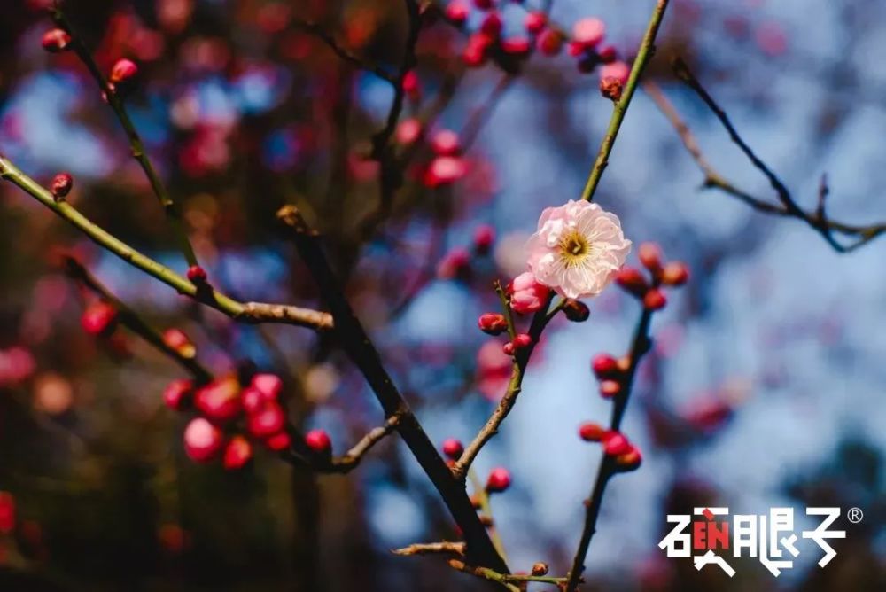 "雪白的梅花如玉琢雪塑,花瓣晶莹剔透,雅致非常.