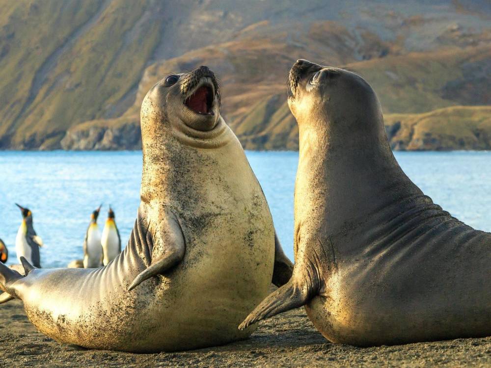 科学家首次拍到灰海豹在水下拍手,声音响亮,或在求偶