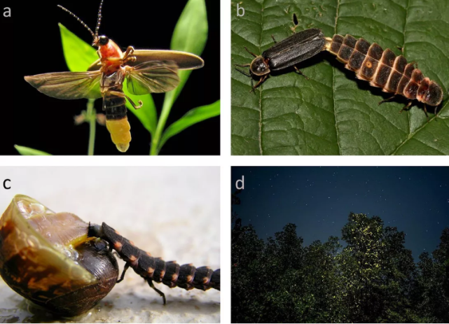 由于人类的干扰,世界各地的萤火虫种群或有灭绝的危险