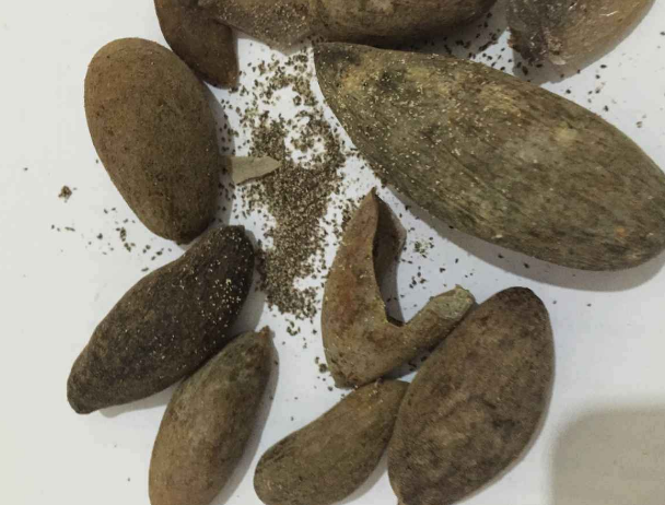 它数量稀少十分珍贵,却常常被人摘下扔掉,只因体内"长虫"