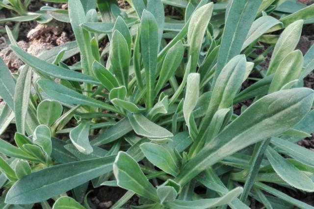 凉皮吃腻了,就去田里挖野菜,这8种常吃的野菜,你能认