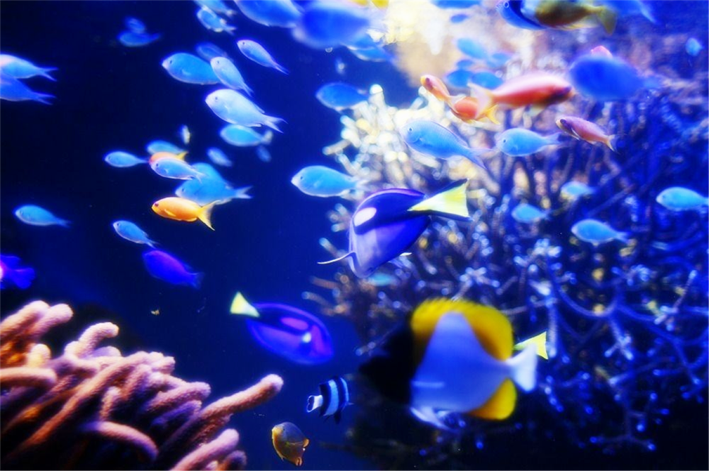 水族排名_水族服饰(2)