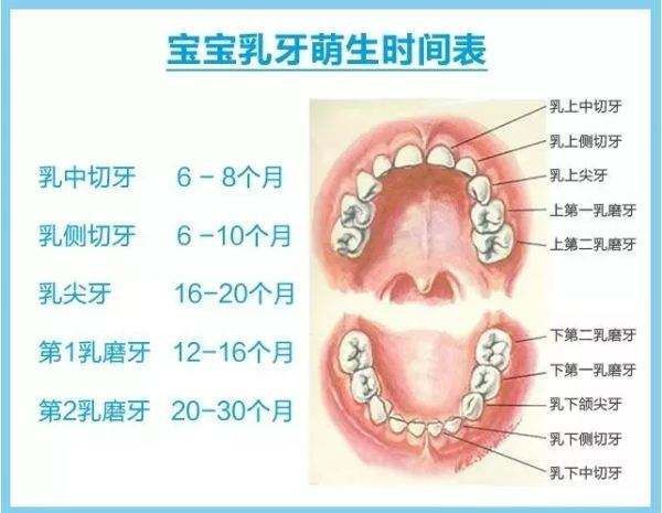乳牙的萌出时间和顺序 中切牙:6-8个月 侧切牙:6-10个月 第一乳磨牙