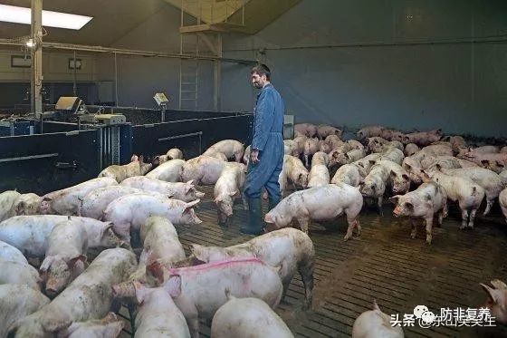 养一只猪能创造多少gdp_一只猪侧躺着像人的图(2)