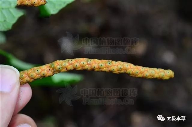 芦子藤,见过吗?祛风除湿,除湿通络.主感冒,风湿痹痛,胃痛