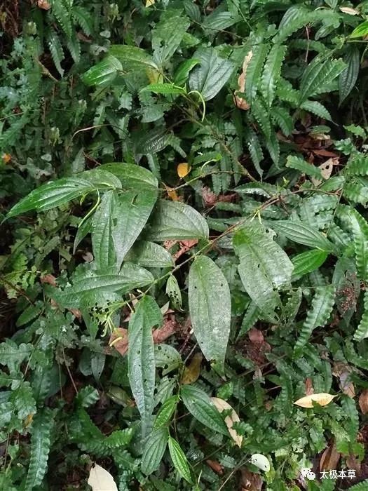 芦子藤,见过吗?祛风除湿,除湿通络.主感冒,风湿痹痛,胃痛