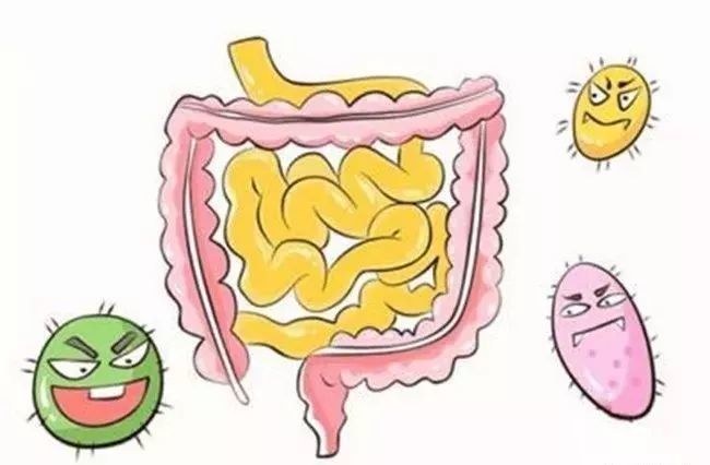 肠道菌群与机体免疫系统间的关系是呼吸系统与肠道菌群间关系的关键