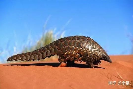 malayan pangolins是什么呢? 答案是,穿山甲.