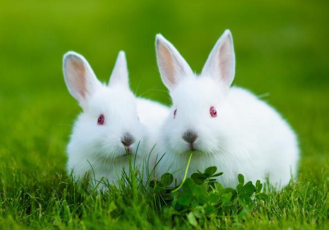 家兔常用动物性蛋白质和单细胞蛋白质饲料的营养特性