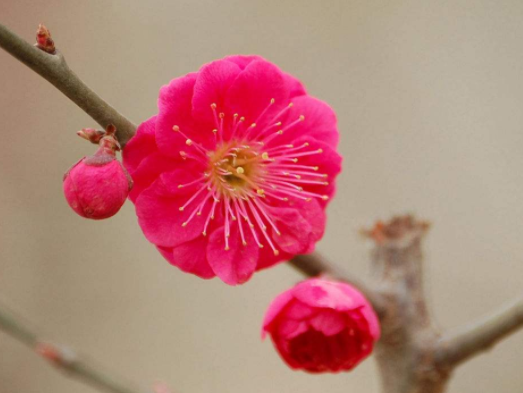 心理测试:三枝梅花,你最欣赏哪一枝?测你骨子里的傲气