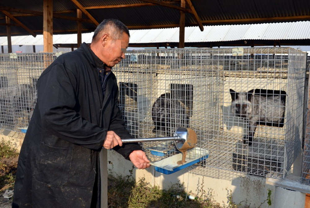 养殖野生动物成火腿肠原料