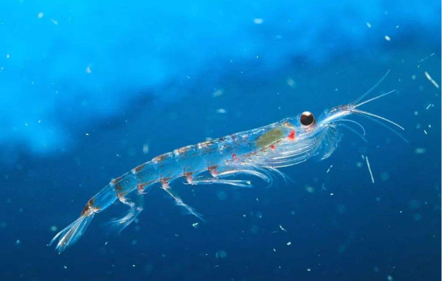 磷虾