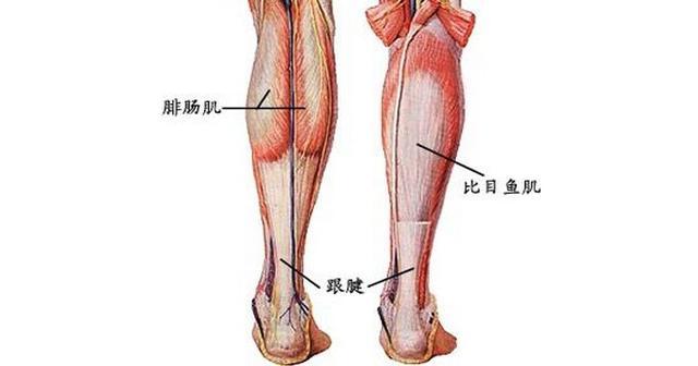 如何让小腿肌肉的训练效果最大化?练小腿不粗反而更细