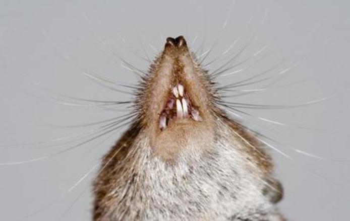 都长出了牙釉质:而体内卵泡抑素生产过量的小鼠,牙齿上完全没有牙釉层