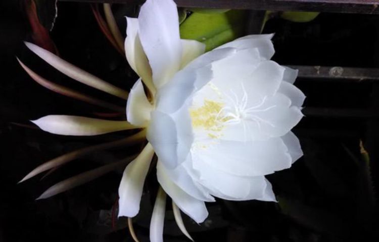 世上"最美"的5种花,开花"惊艳",美丽高贵,个个美的出奇!
