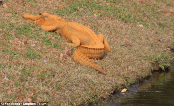 美国现橙色短吻鳄被称“特朗普鳄” 调侃特朗普曾扬言抽干沼泽