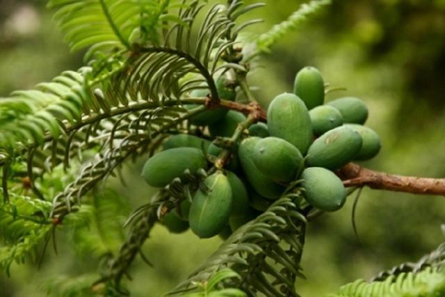 香榧的人工栽培:掌握林下栽植模式,一次种植多年采收