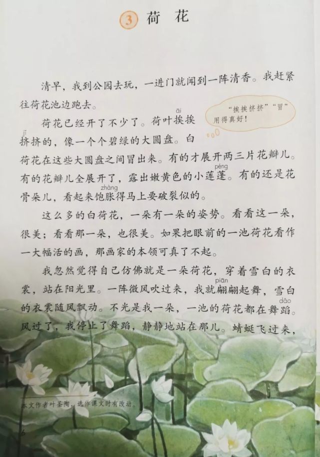 部编版三年级下册第3课《荷花》图文讲解