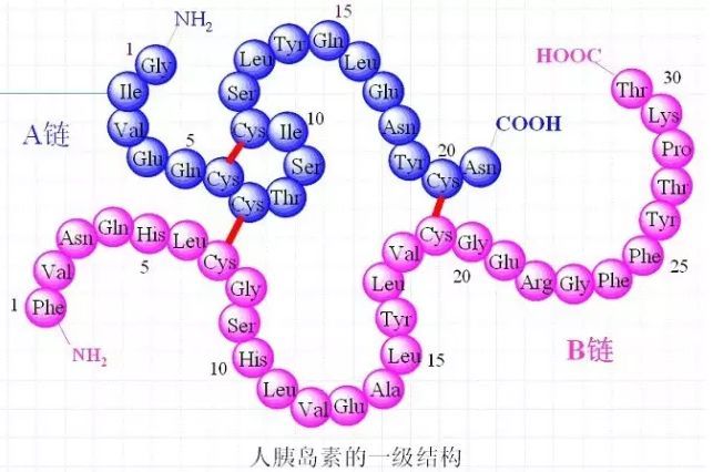 一级结构即氨基酸序列1955年,sanger将胰岛素的氨基酸序列公之于众,并