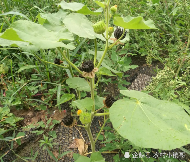 南方农村一种野果,不起眼植物可治耳鸣,北方29元一斤