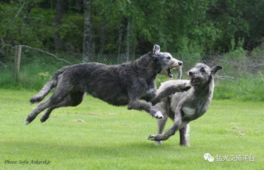 动态的爱尔兰猎狼犬居然这么漂亮