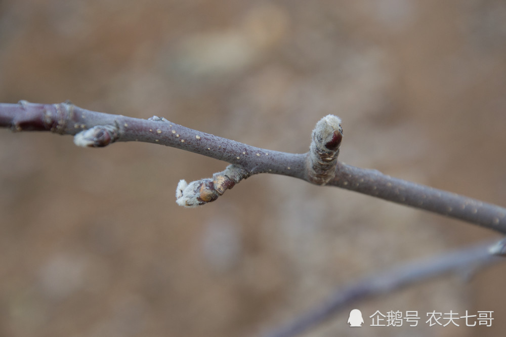 苹果三月施氮肥?果农别再搞错,果园土壤坐果率花芽分化都要考虑