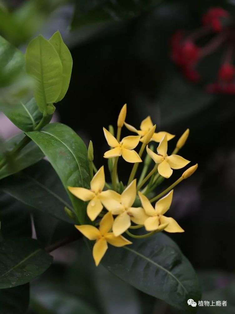 龙船花是缅甸国花?我差点被带到沟里去了