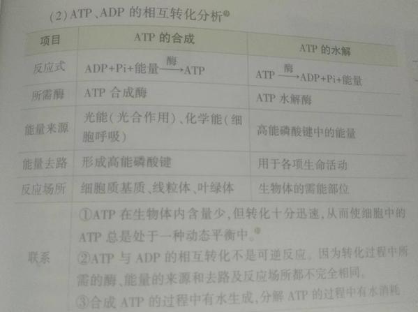 图三 atp与adp相互转化分析