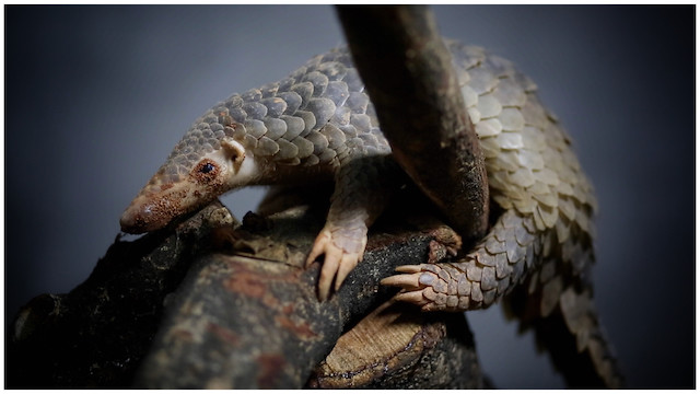 企足而待是什么生肖打一个生肖动物，权威解释来了