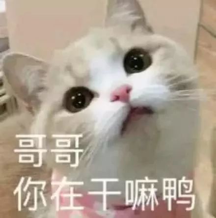 在干嘛表情包:在干嘛鸭,北鼻