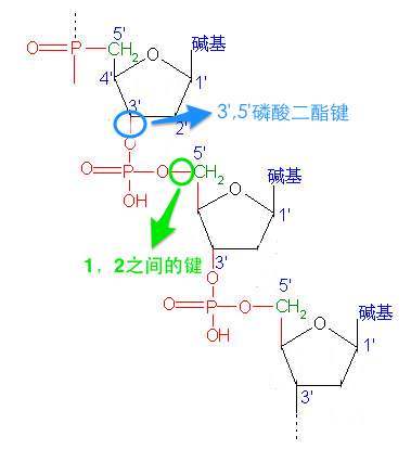 代表性的磷酸二酯键是核苷酸与核苷酸之间的键.