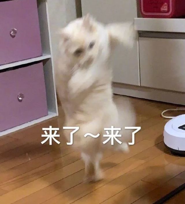 表情包:戴好口罩,狗命要紧