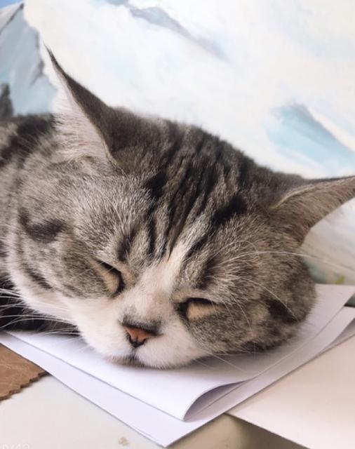 猫咪上了年纪容易得肾病和糖尿病 这些知识一定要掌握