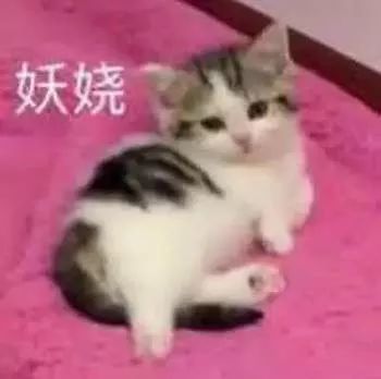 猫咪的表情:理直气壮.