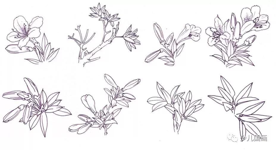 一,杜鹃花,枝,叶的结构与画法常见的杜鹃花,又称满山红,花呈短喇叭形
