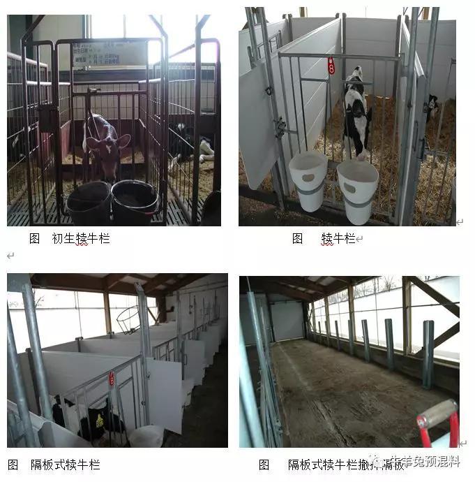 抗击疫情,养牛放牧转舍饲,泽牧久远李伟博士教你怎么办