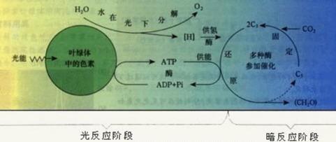 能量之源--光合作用