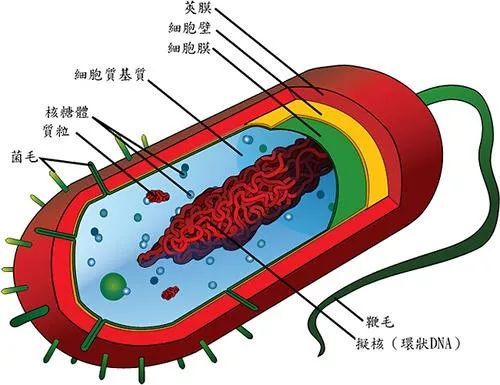 深度病毒演化史把人类搞死自己也死了病毒的目的是啥