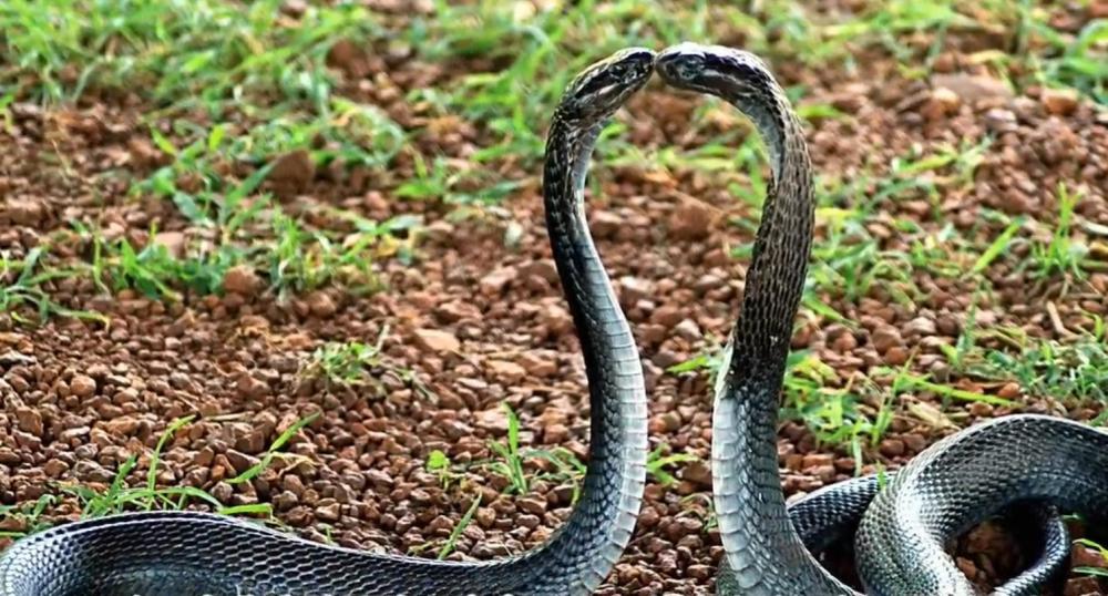有三种动物是眼镜王蛇最害怕的,其中2种直接把眼镜王蛇当食物吃掉