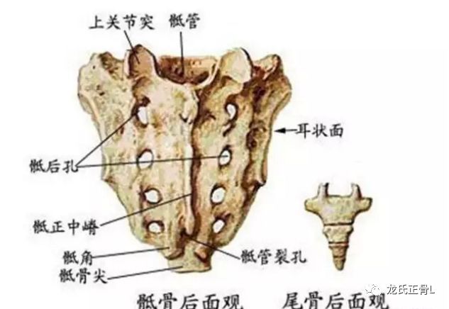 尾骨偏位主要影响人的尾骨痛,足跟痛,痛风这类病痛,这要尾椎正常了,这